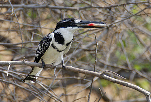 Pied Kingfisher